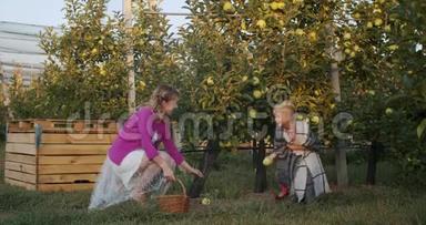 苹果园，妈妈正在给女儿扔苹果，她不抓，4k